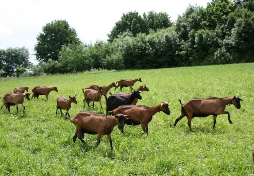 Chèvres alpines au pâturage