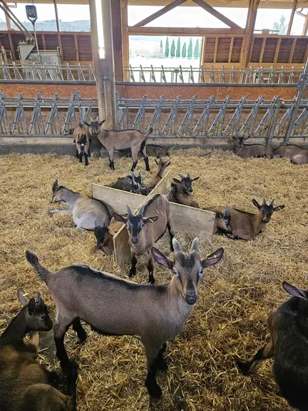 Les chevreaux à l'engraissement le 25 mars 2024
