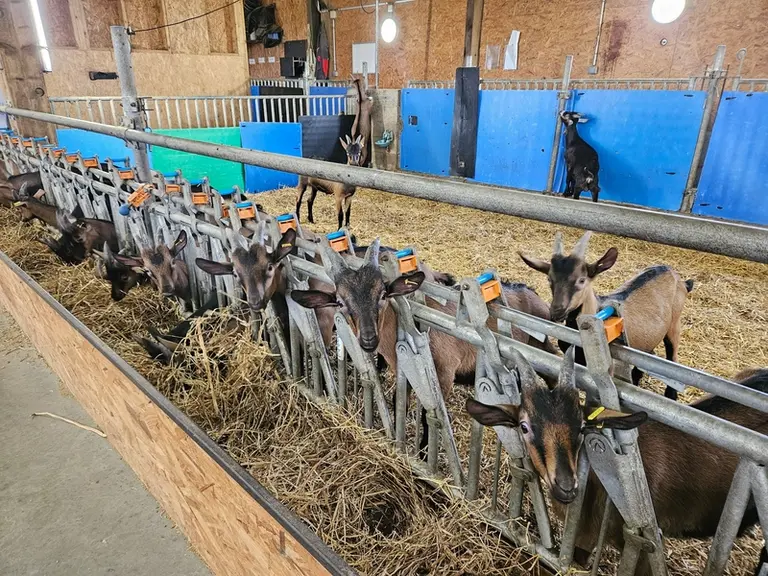 Chevreaux à l'engraissement