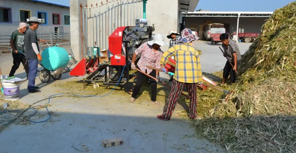 Ensilage de maïs en Chine