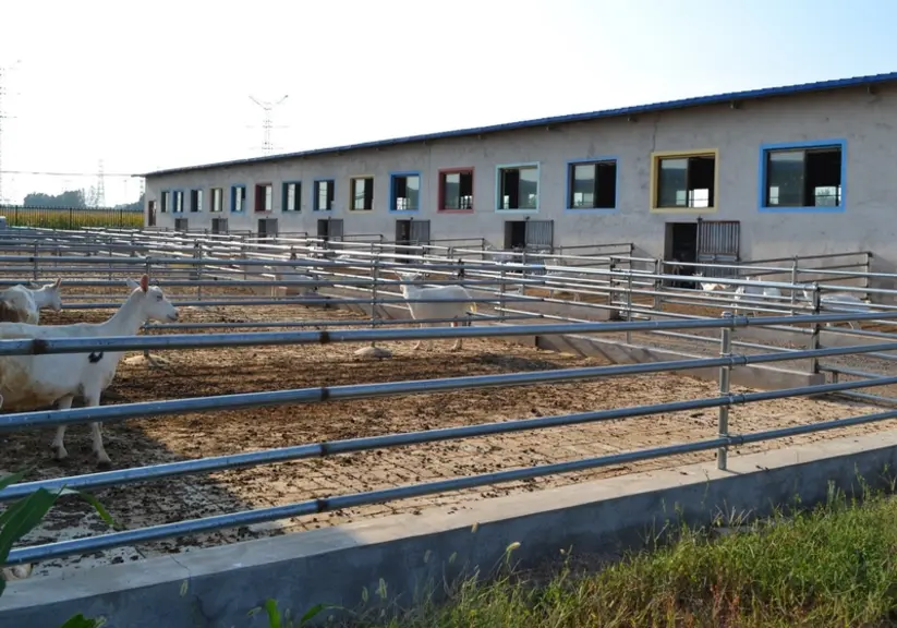 Ferme caprine en Chine