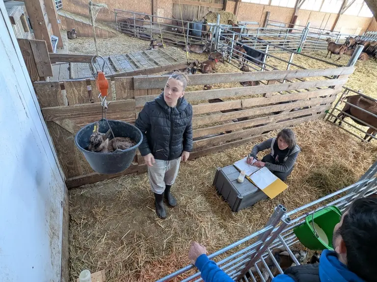 Pesée des chevrettes à la chèvrerie de Claire Genet dans l'Yonne