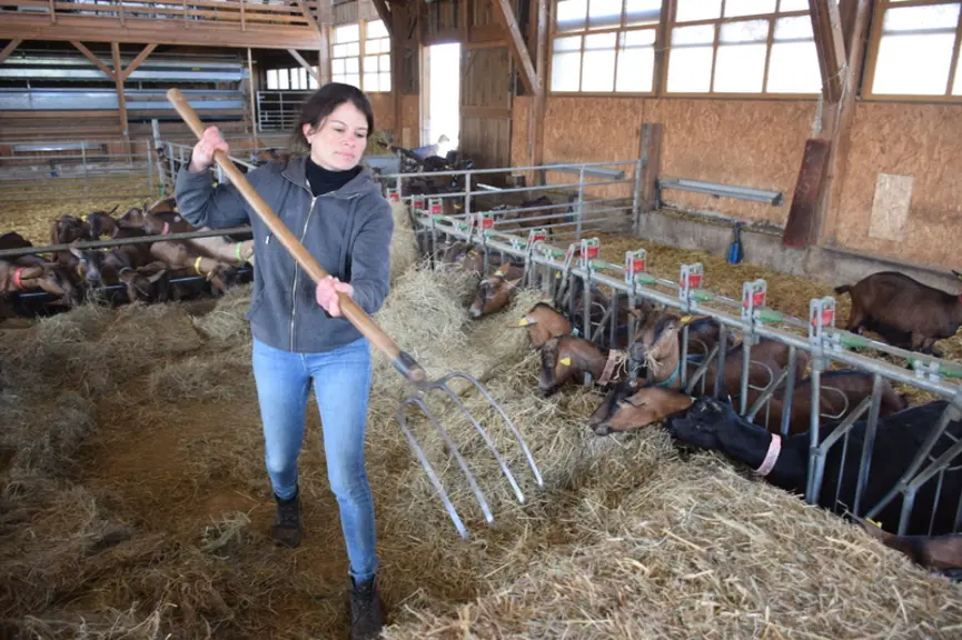 Alimentation des chèvres à la chèvrerie de Claire Genet dans l'Yonne