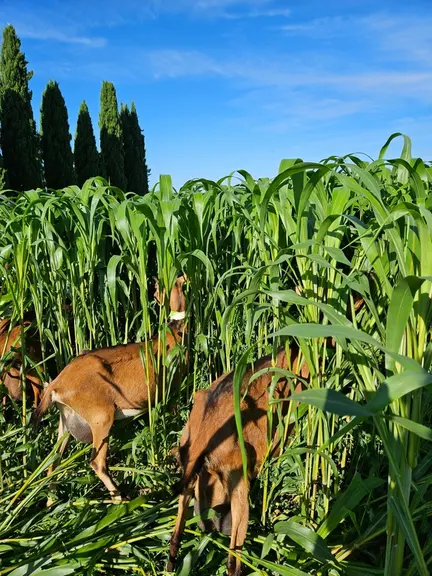 Chèvres dans des sorgho haut