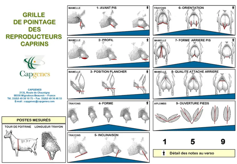 Grille de pointage des reproducteurs caprins Capgenes