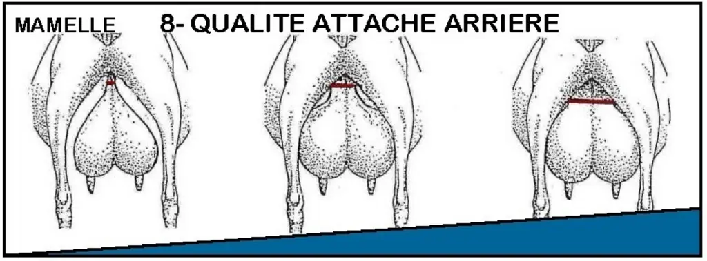 <em class="placeholder">Extrait de la Grille de pointage des reproducteurs caprins Capgenes</em>