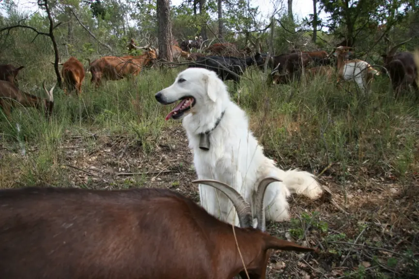 Chien de protection dans un troupeau de chèvre