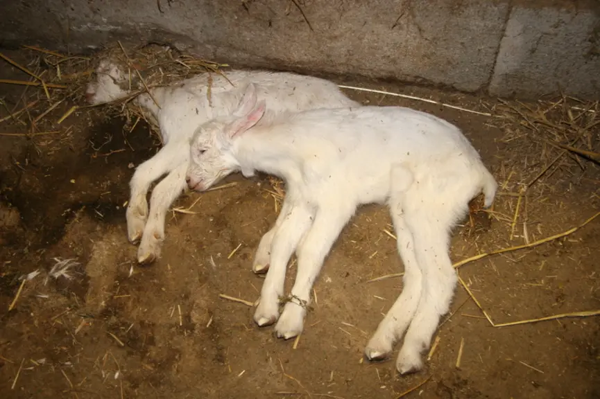 Chevreaux morts par terre
