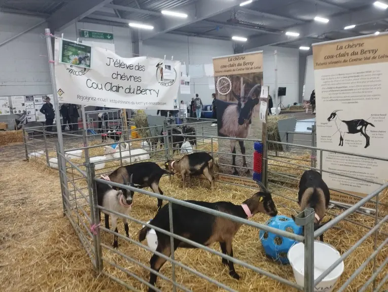 Chèvres cou clair du Berry au salon Ferme Expo de Tours