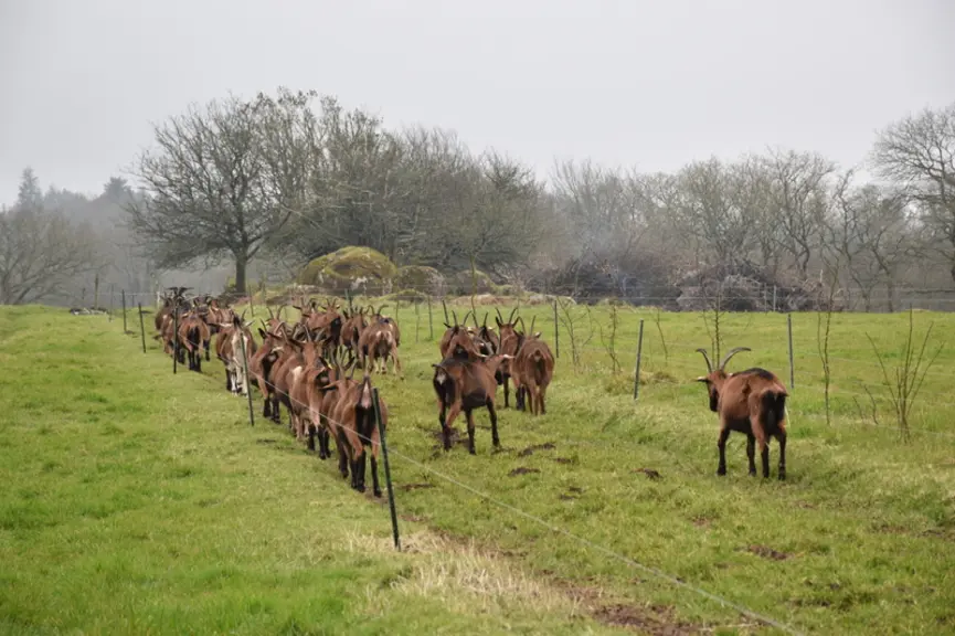 Chèvres alpines au pâturage en Bretagne