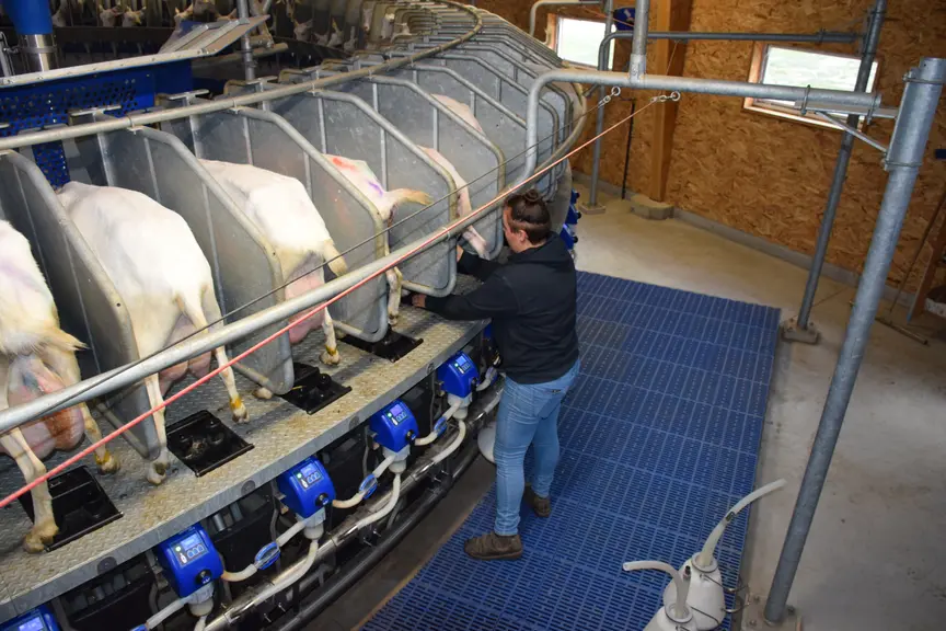 Traite des chèvres saanen avec une salle de traite rotative