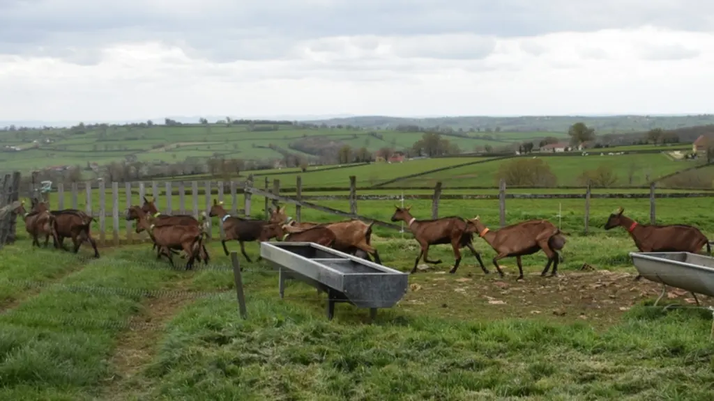 Chèvres allant au pâturage