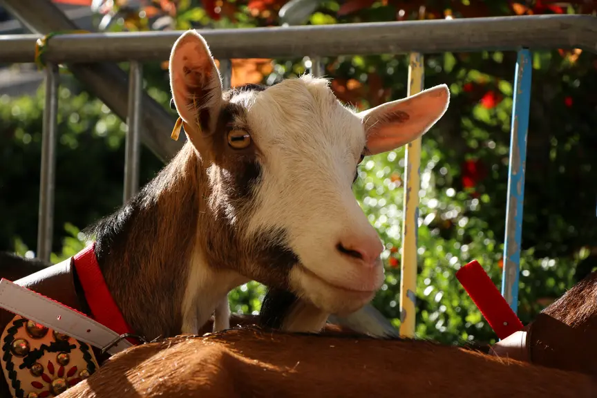 chèvre