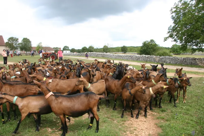 Chèvres au pâturage