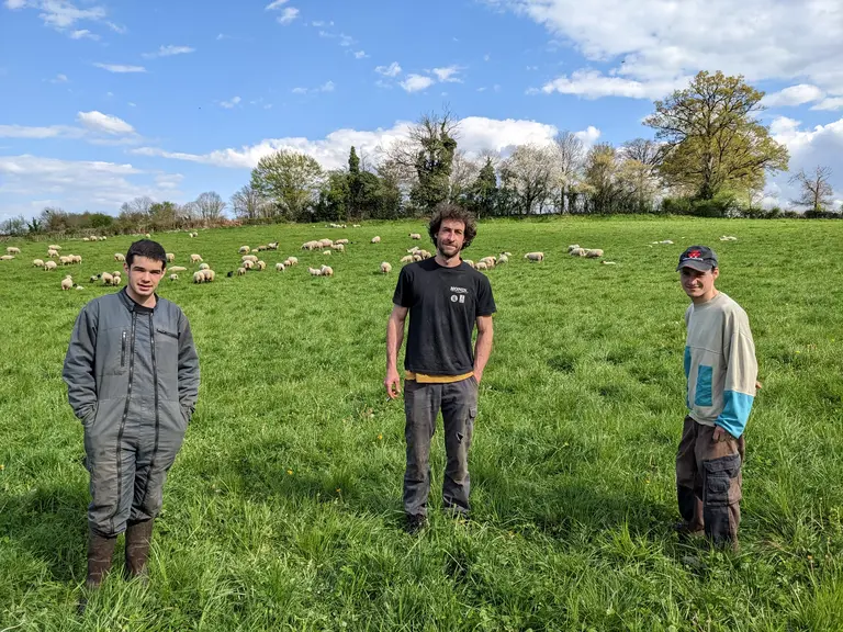 Trois hommes dans une prairie avec des ruminants.