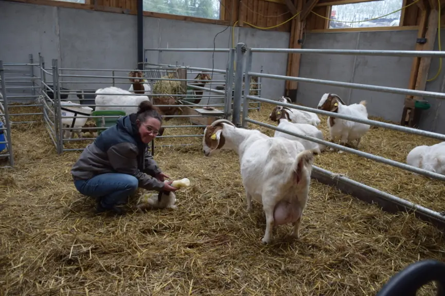 Mise bas des chèvres boers