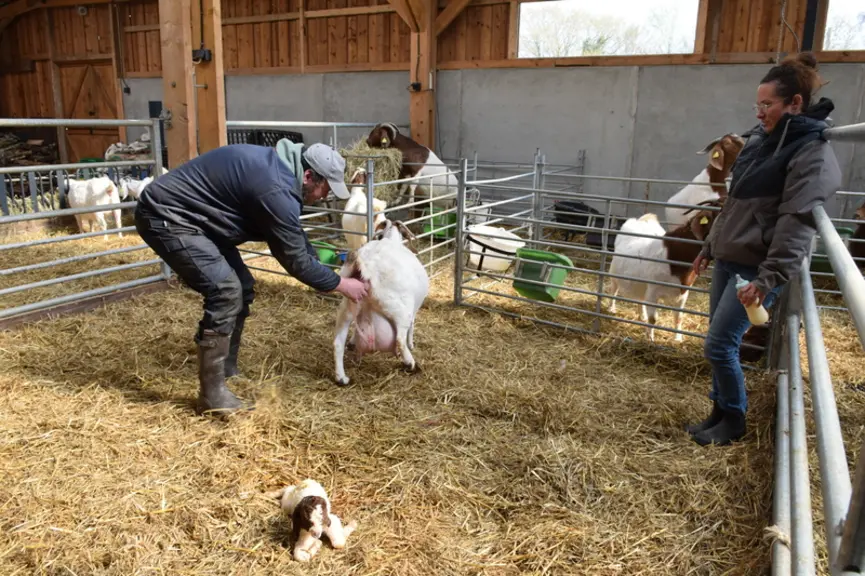 Mise bas des chèvres boers
