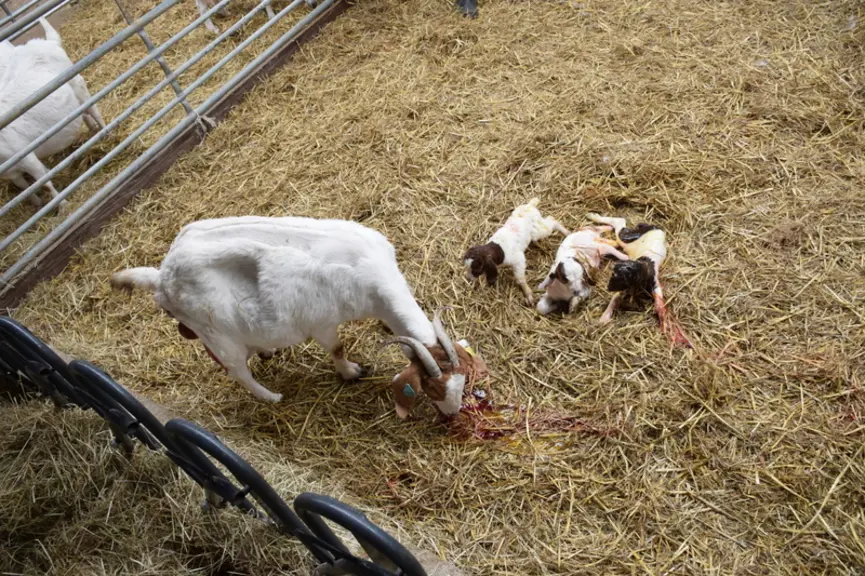 Mise bas des chèvres boers
