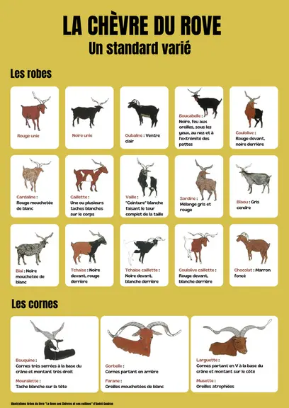 <em class="placeholder">Affiche sur les chèvres du Rove</em>