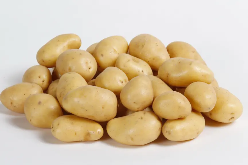 Pomme de terre de variété Jazzy d'origine France. pommes de terre à chair ferme. légume. légumes.