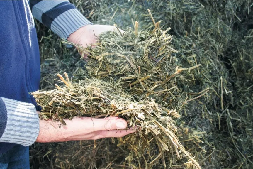 <em class="placeholder">Ensilage de luzerne. alimentation en élevage bovin. aliment pour bovins. fourrage. ration.</em>