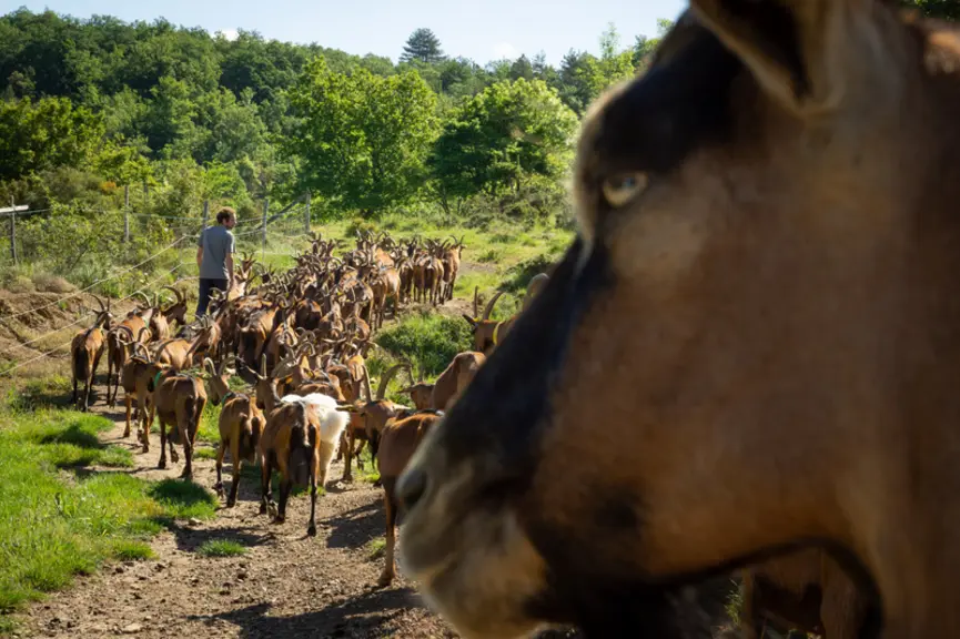Anila Shallari et Jérémie Parnaudeau sont éleveurs caprins spécialisés dans la production de fromages de chèvre fermiers au lait cru entier en agricul