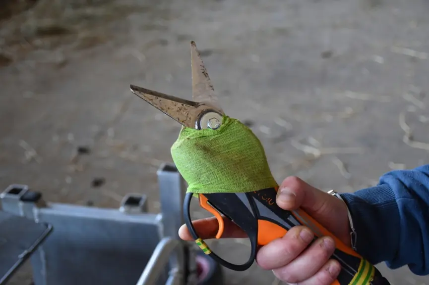 Sécateur pour le parage d'onglons caprins.
