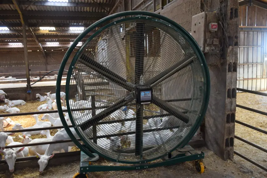 La chaleur constitue un nouveau défi pour les producteurs chtimis qui n’ont pas hésité à investir dans un énorme ventilateur pour faire circuler l’air