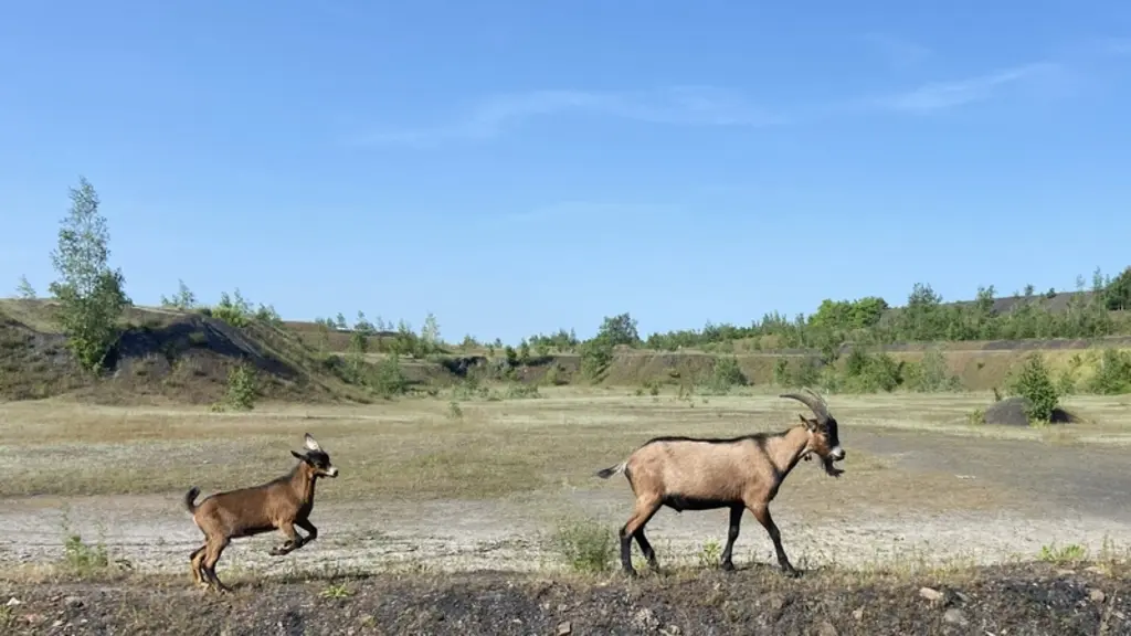 Chèvres sur le terril