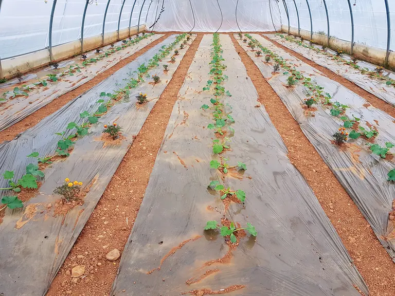 Un essai conduit en 2022 semble indiquer un intérêt du basilic demi-nain « Pistou » et du lavandin comme plantes répulsives. A confirmer dans de futur