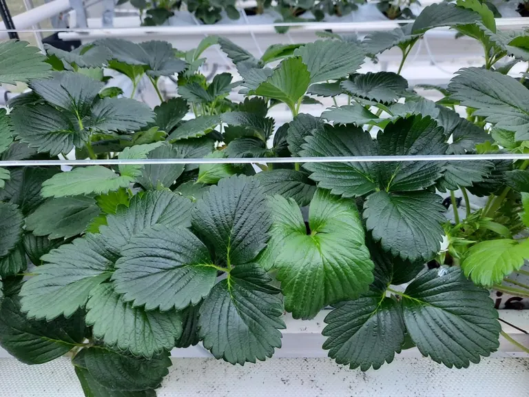 La différence de développement du plant entre la modalité témoin et la modalité faible N est nettement visible avec une floraison très précoce.