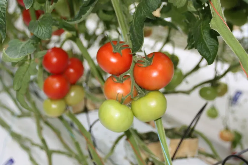 L'augmentation importantes de température de fruit caractérise bien l’effet de radiation du chauffage infrarouge © rfl