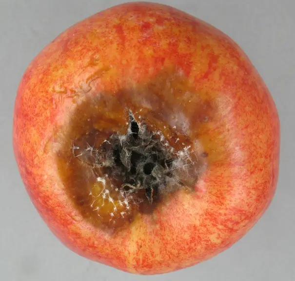 Les fortes précipitations de début de printemps ont favorisé le développement du chancre à nectria. © M. Giraud