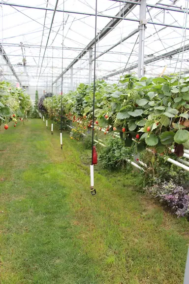 A la station d’Auray, l’essai associe enherbement et plantes relais. © V. Bargain