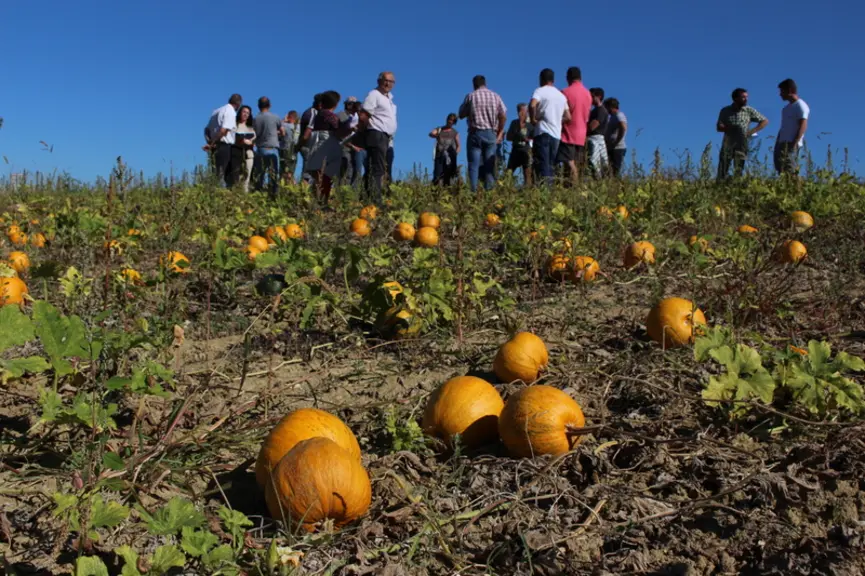 La culture de courges à graines est est mécanisable notamment la récolte. Selon le  matériel, l’extraction des graines peut se faire directement au ch