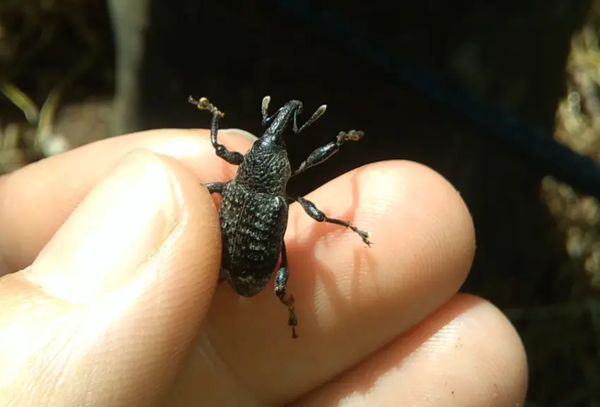 La découverte en juin dernier, dans le Var, d’Aclees foveatus, un coléoptère d’origine asiatique, a surpris les producteurs de figues et fait naître d