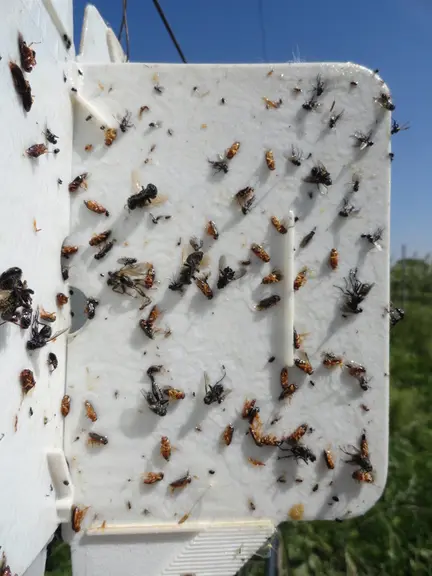 Les piégeages massifs (ici sur piège blanc englué) sont les seuls efficaces. © Grab