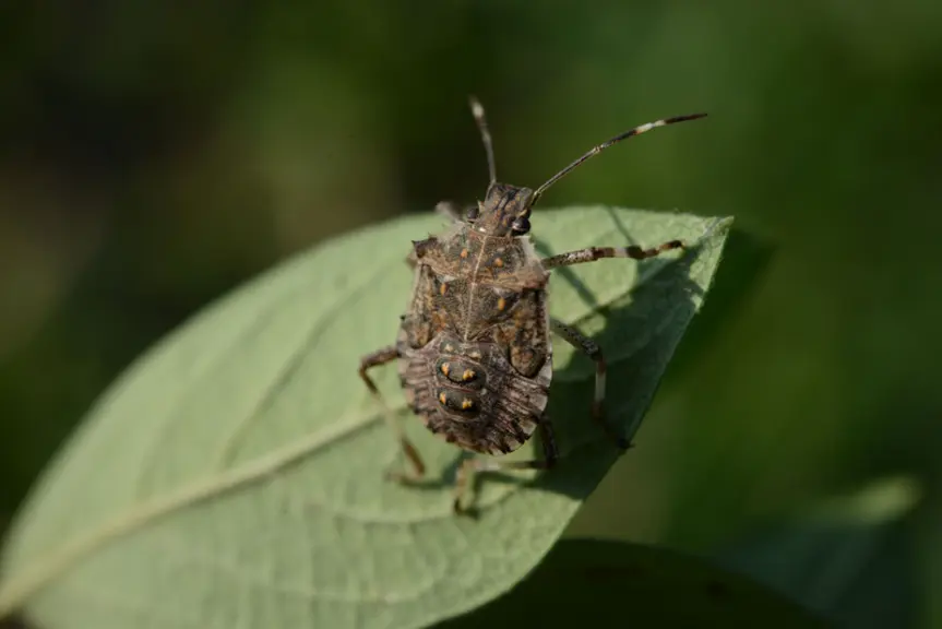 La punaise diabolique, Halyomorpha halys doit faire l'attention d'une surveillance accrue. © JC Streito