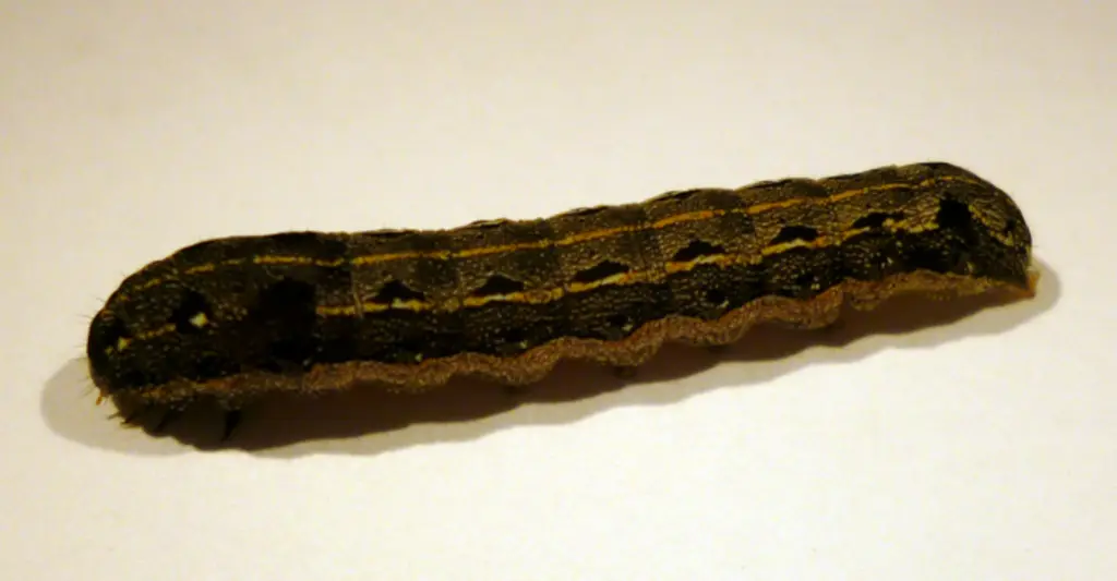 La présence récente de la noctuelle Spodoptera litorralis (larve) pourrait être à rattacher à l’effet du réchauffement climatique. © ISHBB