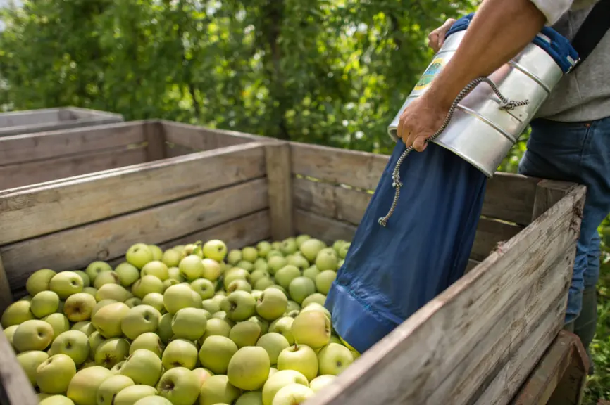 Le stade phénologique à la récolte a une influence déterminante sur l’aptitude à la conservation et à la qualité finale des fruits.