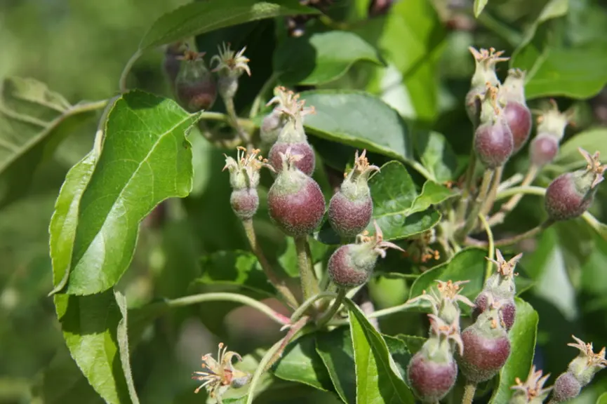 Le calendrier moyen établi pour Golden Delicious entre 1999 et 2018 montre qu'à la nouaison, le grossissement moyen du fruit central sera de 0,7 mm/jo