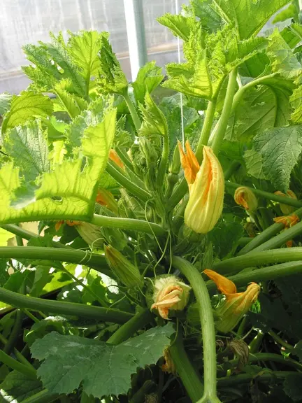 Contrairement à la tomate, les fleurs de courgettes et melons contiennent du nectar et sont très attractives pour les pollinisateurs.