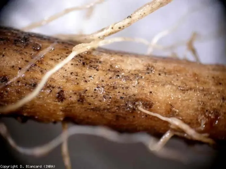 Microsclérotes formés sur les racines © D.Blancard-INRA