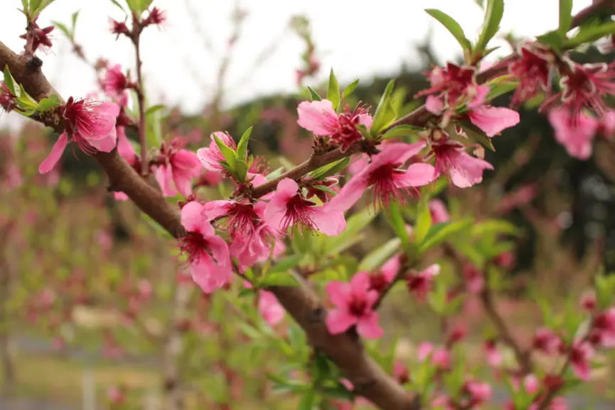 La pluviométrie et la température pendant la pluie ont été prépondérantes pour expliquer les contaminations sur fleurs. © RFL