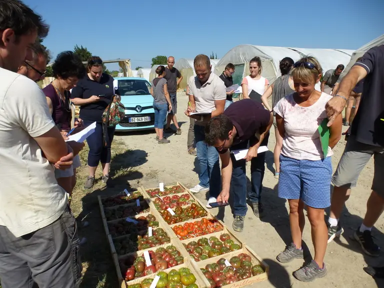 L’intérêt croissant des consommateurs pour des tomates produites en sol et gustatives amène les stations à multiplier les essais variétaux en sol.  ©