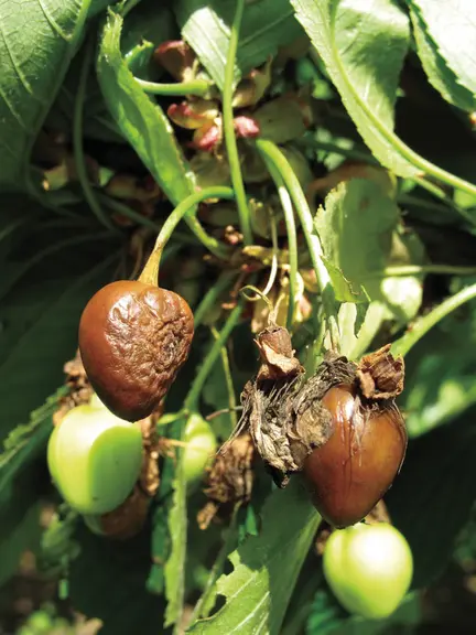 La première cible des traitements fongicides-bactéricides est le monilia sur fleurs et rameaux et le Monilia-Botrytis sur fruits. © La Tapy