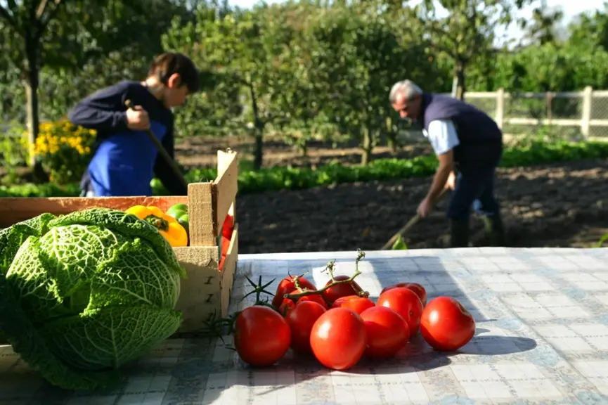 Les jardiniers produisent un volume de tomates de l'ordre de 400.000 tonnes, selon une estimation du CTIFL. © DR