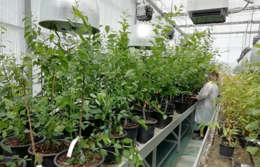 Le CTIFL a  mis en place un protocole de recherche sous serre visant à éliminer les cultivars de pruniers les plus sensibles à l’ECA. © CTIFL