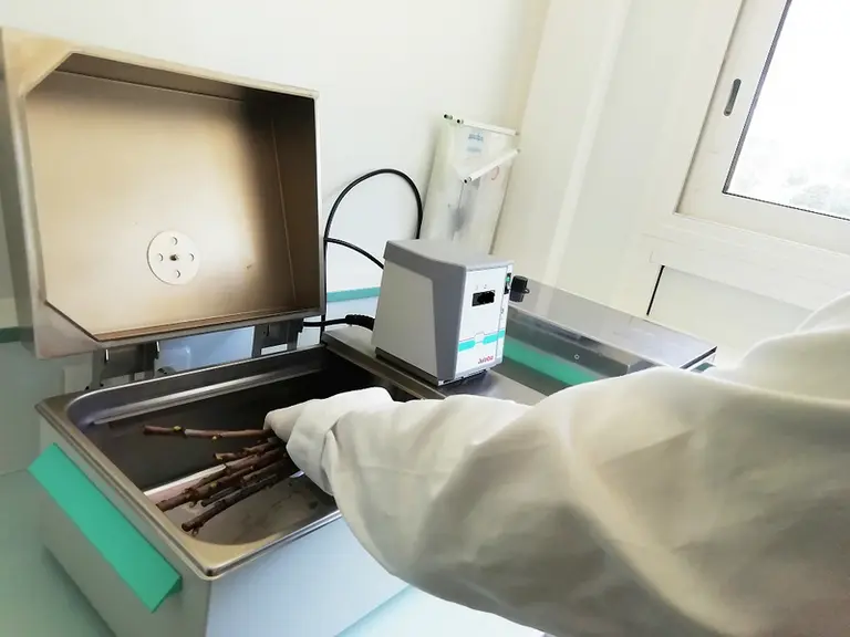 Tremper des organes végétatifs dans de l’eau chaude afin d’éliminer différents pathogènes dont l’ECA est l’objectif du projet Thermofruit. © INRAE