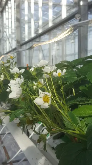 Dans l'itinéraire "sans froid", l’éclairage est utilisé pour empêcher le plant d’entrer en dormance et non de lever sa dormance. © Caté